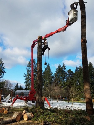 Tacoma Tree Removal Photos Arbor Pro tree lift