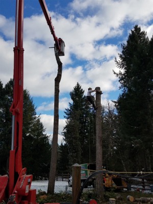 Tacoma Tree Removal Photos Arbor Pro tree lift