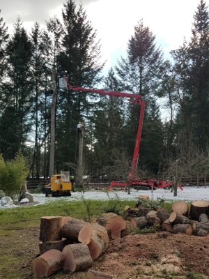 Tacoma Tree Removal Services
